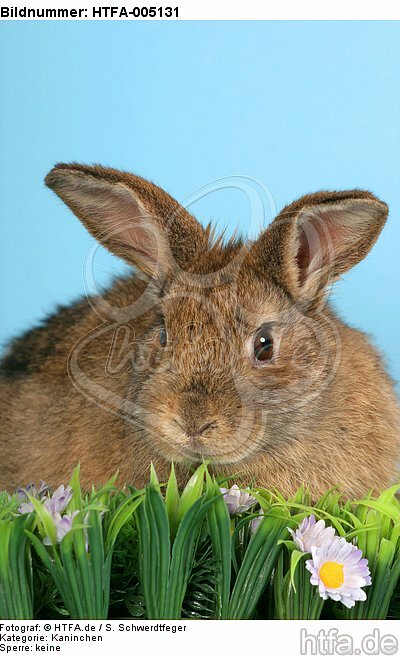 Kaninchen / rabbit / HTFA-005131