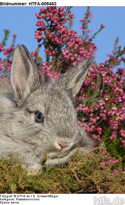 junges Angorakaninchen / young rabbit / HTFA-005463