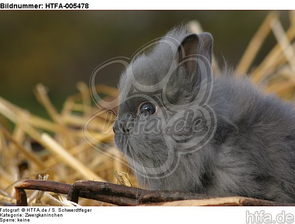 junges Zwergkaninchen / young dwarf rabbit / HTFA-005478