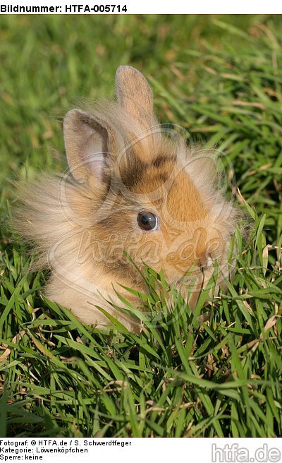 junges Löwenköpfchen / young lion-headed rabbit / HTFA-005714