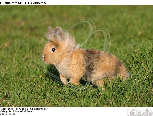 junges Löwenköpfchen / young lion-headed rabbit / HTFA-005715