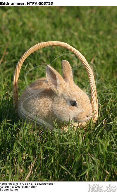 junges Zwergkaninchen / young dwarf rabbit / HTFA-005735