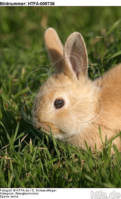 junges Zwergkaninchen / young dwarf rabbit / HTFA-005736