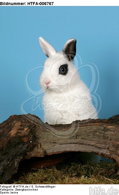 Zwergkaninchen / dwarf rabbit / HTFA-006767