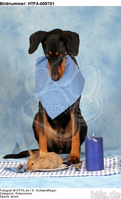 Dobermann beim Essen / Doberman Pinscher at dinner / HTFA-009701