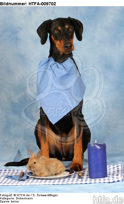 Dobermann beim Essen / Doberman Pinscher at dinner / HTFA-009702