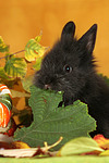 Zwergkaninchen / dwarf rabbit