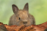 Zwergkaninchen / dwarf rabbit