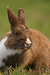 Zwergkaninchen / dwarf rabbit