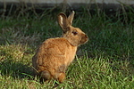 Kaninchen / bunny