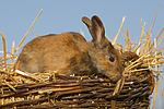 Kaninchen / bunny