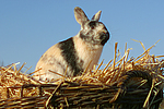 Zwergkaninchen / dwarf rabbit