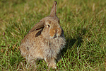 Zwergwidder / lop-eared bunny