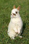 Zwergkaninchen / dwarf rabbit