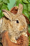 junges Zwergkaninchen / young dwarf rabbit