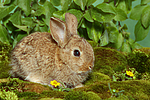 junges Zwergkaninchen / young dwarf rabbit