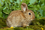 junges Zwergkaninchen / young dwarf rabbit