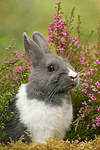 Zwergkaninchen / dwarf rabbit