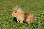 junges Löwenköpfchen / young lion-headed rabbit