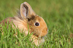 junges Löwenköpfchen / young lion-headed rabbit