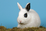 Zwergkaninchen / dwarf rabbit