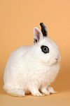 Zwergkaninchen / dwarf rabbit