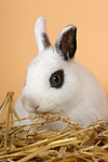 Zwergkaninchen / dwarf rabbit