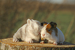 Meerschwein und Zwergkaninchen / guninea pig and dwarf rabbit