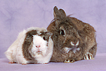 Meerschwein und Zwergkaninchen / guninea pig and dwarf rabbit