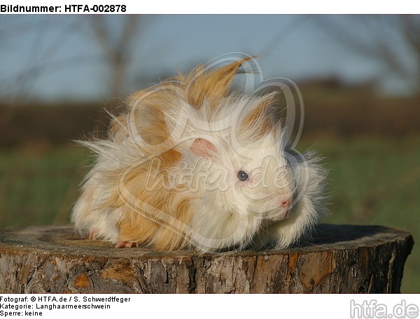 Langhaarmeerschwein / long-haired guninea pig / HTFA-002878