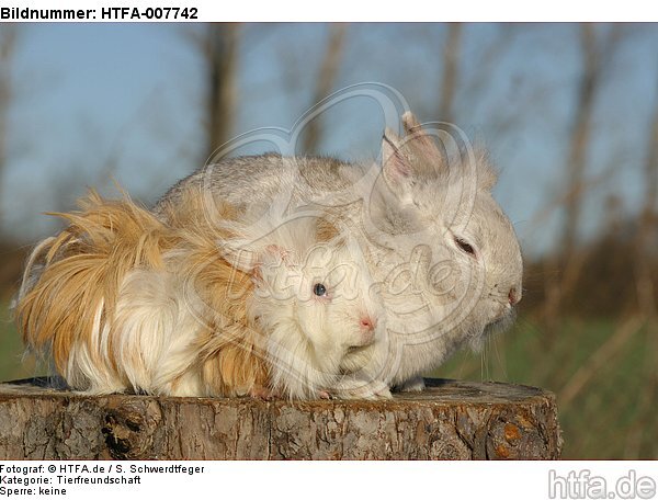 Meerschwein und Zwergkaninchen / guninea pig and dwarf rabbit / HTFA-007742