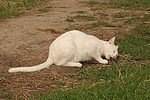 Hauskatze frißt Maus / domestic cat eats mouse