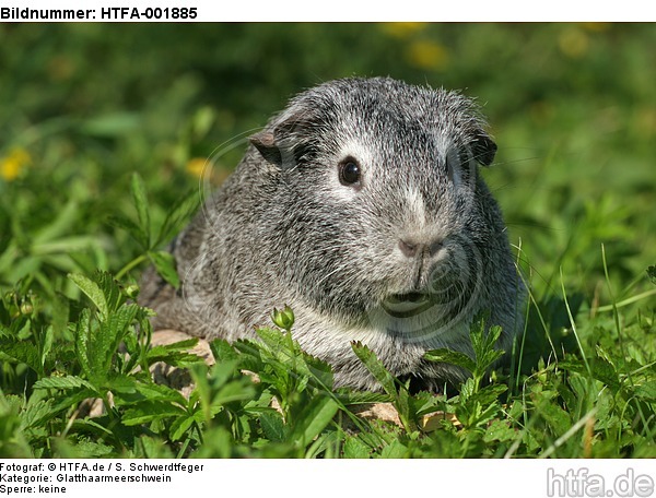 Glatthaarmeerschwein / guninea pig / HTFA-001885