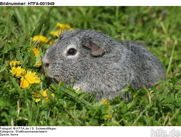 Glatthaarmeerschwein / guninea pig / HTFA-001949