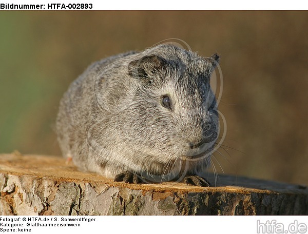 Glatthaarmeerschwein / smooth-haired guninea pig / HTFA-002893