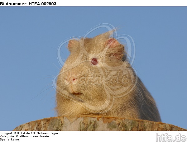 Glatthaarmeerschwein / smooth-haired guninea pig / HTFA-002903