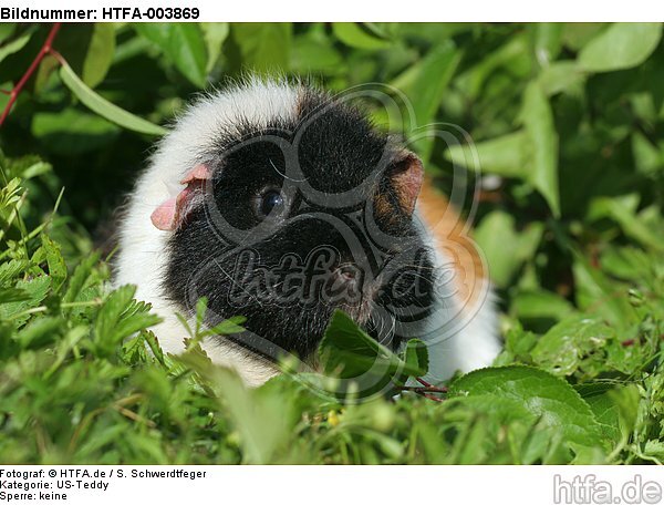 US-Teddy / guninea pig / HTFA-003869