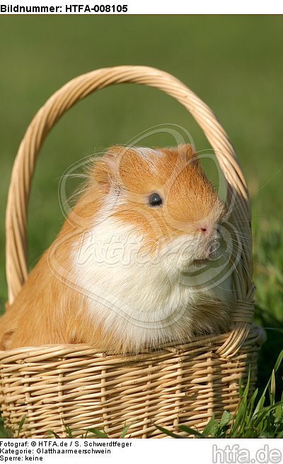 Glatthaarmeerschwein / smooth-haired guninea pig / HTFA-008105