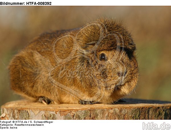 Rosettenmeerschwein / guninea pig / HTFA-008392