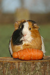 Glatthaarmeerschwein / smooth-haired guninea pig