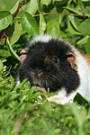 US-Teddy / guninea pig