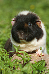 US-Teddy / guninea pig