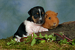 Jack Russell Terrier Welpe und Meerschwein / jack russell terrier puppy and guninea pig