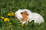 Crested Meerschwein / crested guninea pig