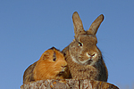 Meerschwein und Kaninchen / guninea pig and rabbit