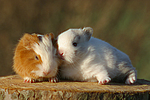 Meerschwein und Zwergkaninchen / guninea pig and dwarf rabbit