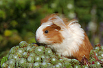 junges Sheltiemeerschwein / young guninea pig