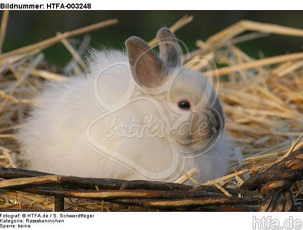 Angorakaninchen / bunny / HTFA-003248