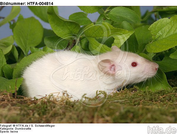 Dumboratte / rat / HTFA-004814