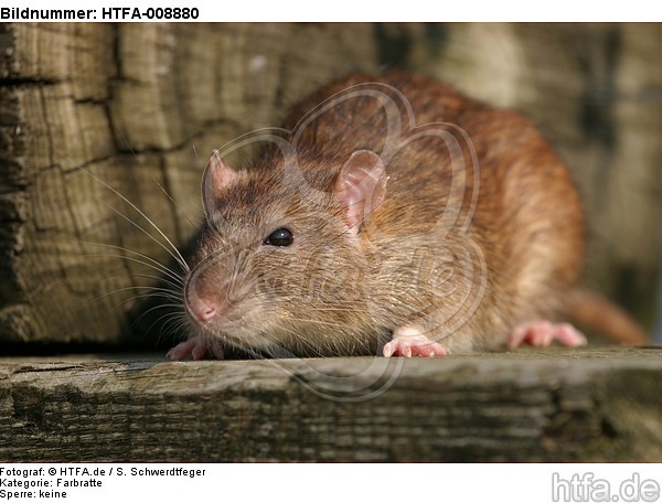 Farbratte / rat / HTFA-008880